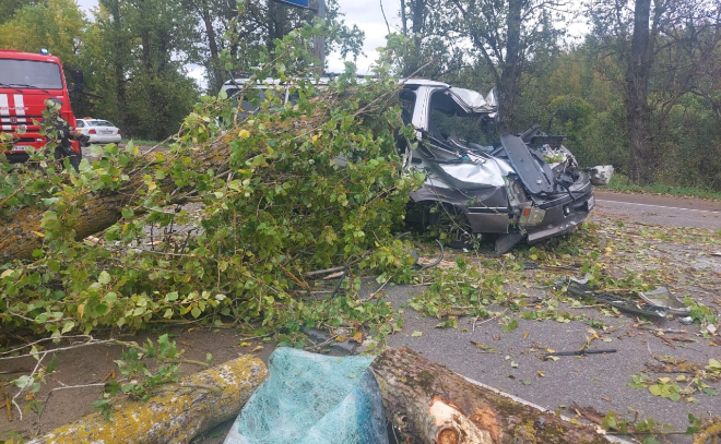 В Гатчинском районе водитель погиб, врезавшись в упавшее перед ним дерево